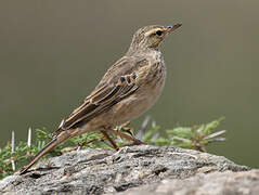 Long-billed Pipit