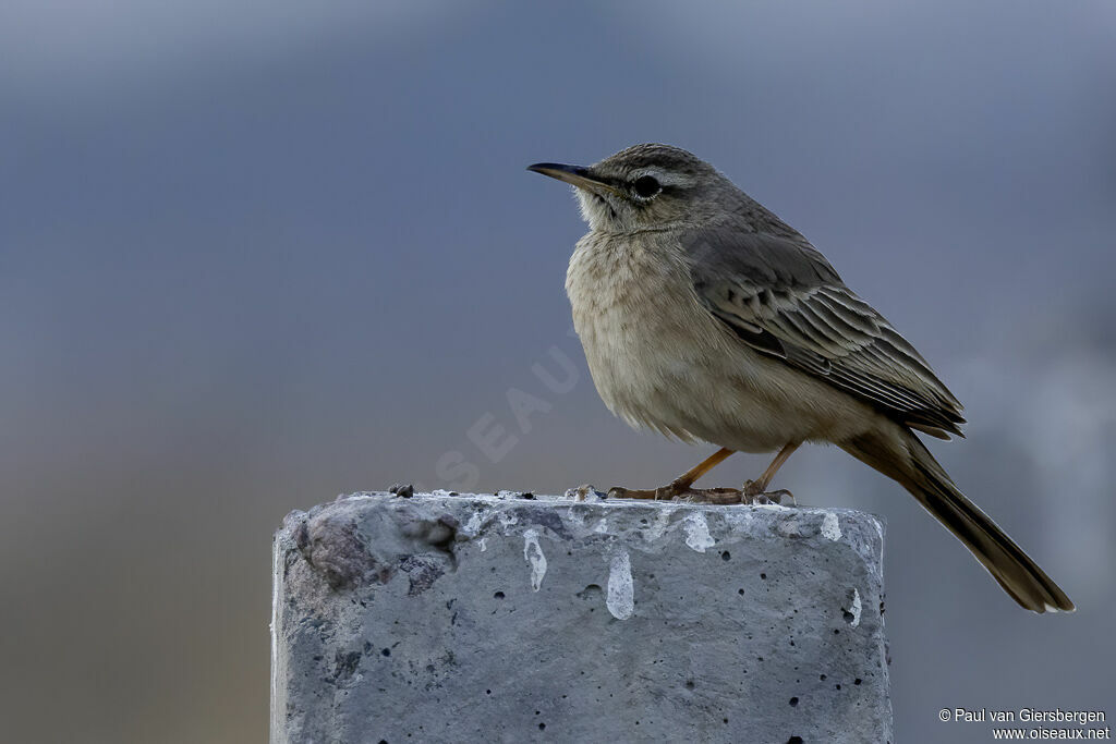 Pipit à long becadulte