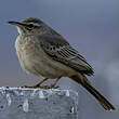 Pipit à long bec