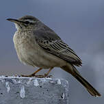 Pipit à long bec