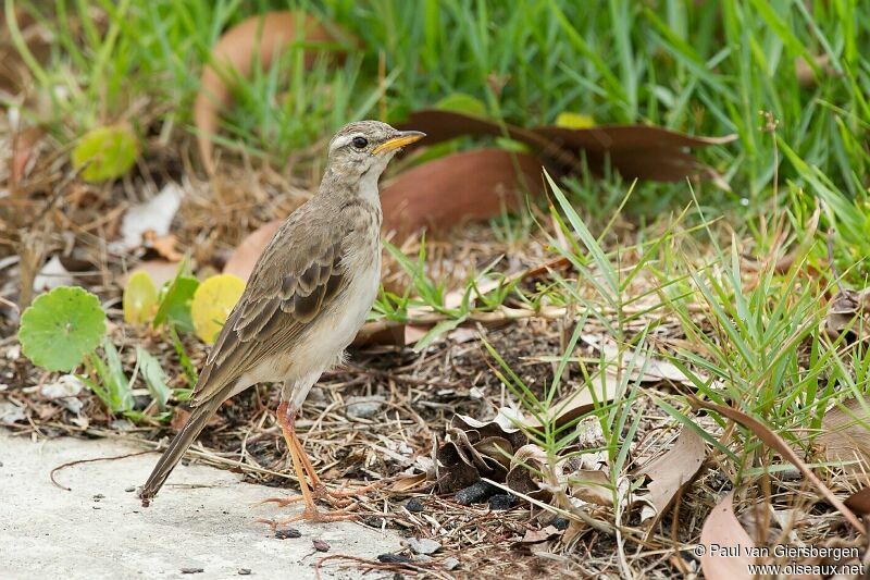 Pipit à longues pattes