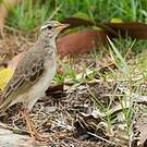 Pipit à longues pattes