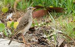 Pipit à longues pattes