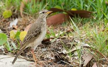 Pipit à longues pattes