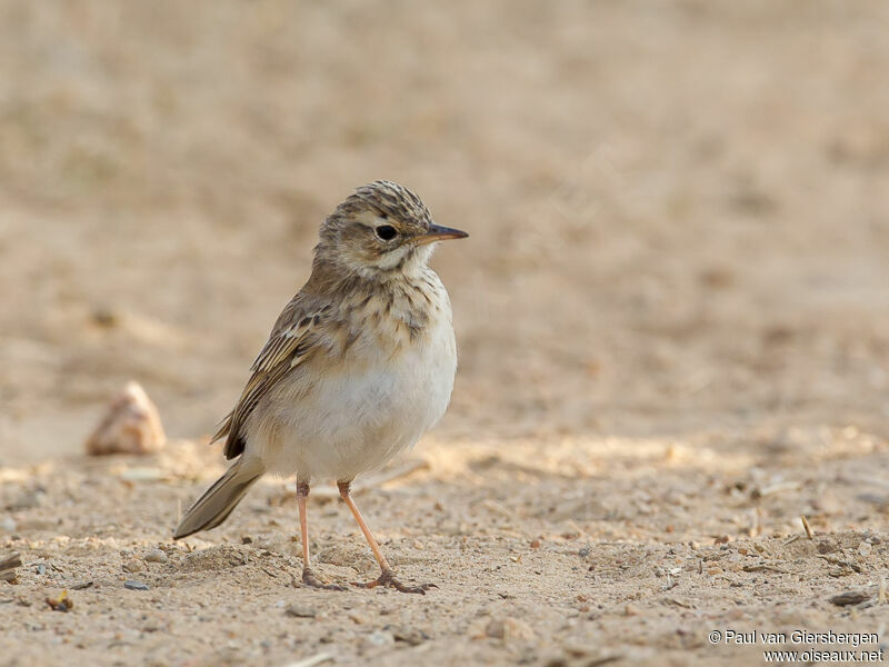 African Pipit