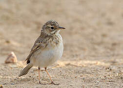 African Pipit