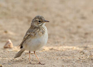 Pipit africain