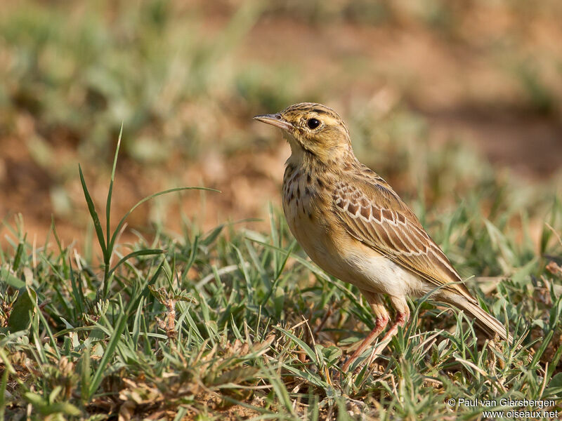 African Pipit