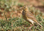 Pipit africain