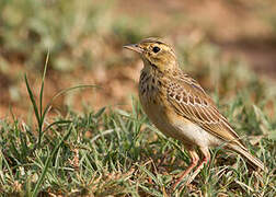 African Pipit