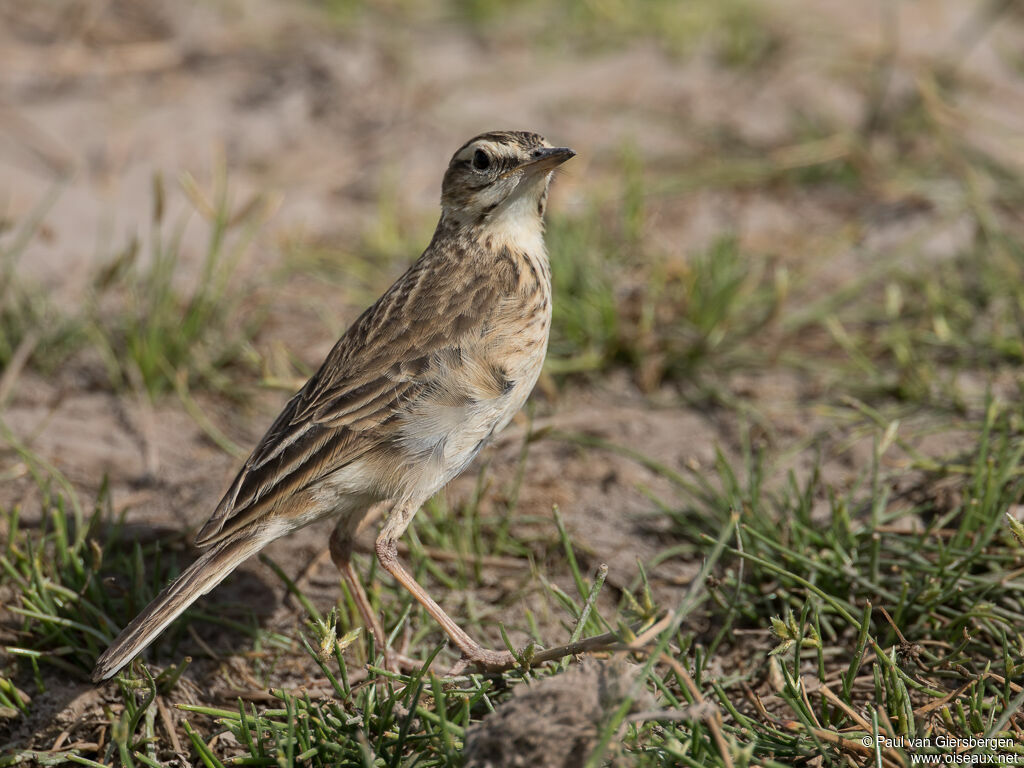 Pipit africainadulte