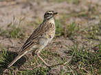 Pipit africain