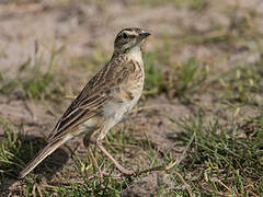 African Pipit