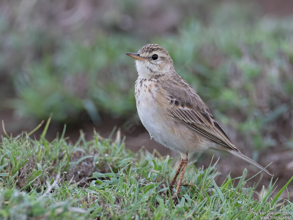 Pipit africainadulte