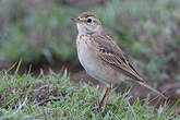 Pipit africain