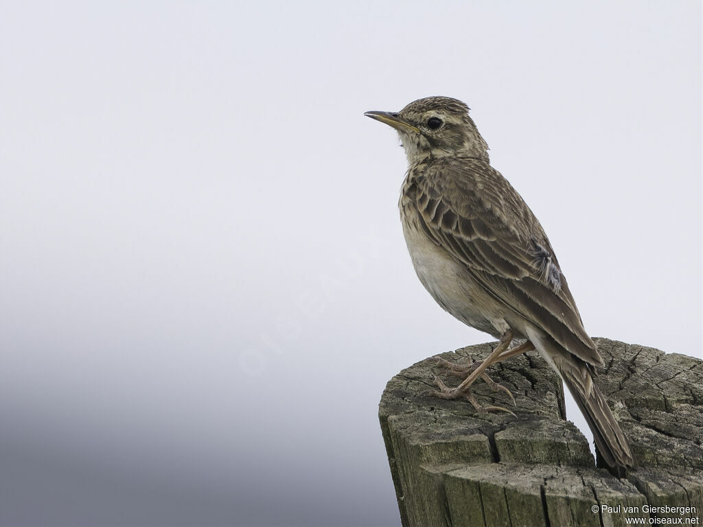 Pipit africainadulte