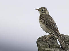 African Pipit