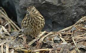 South Georgia Pipit