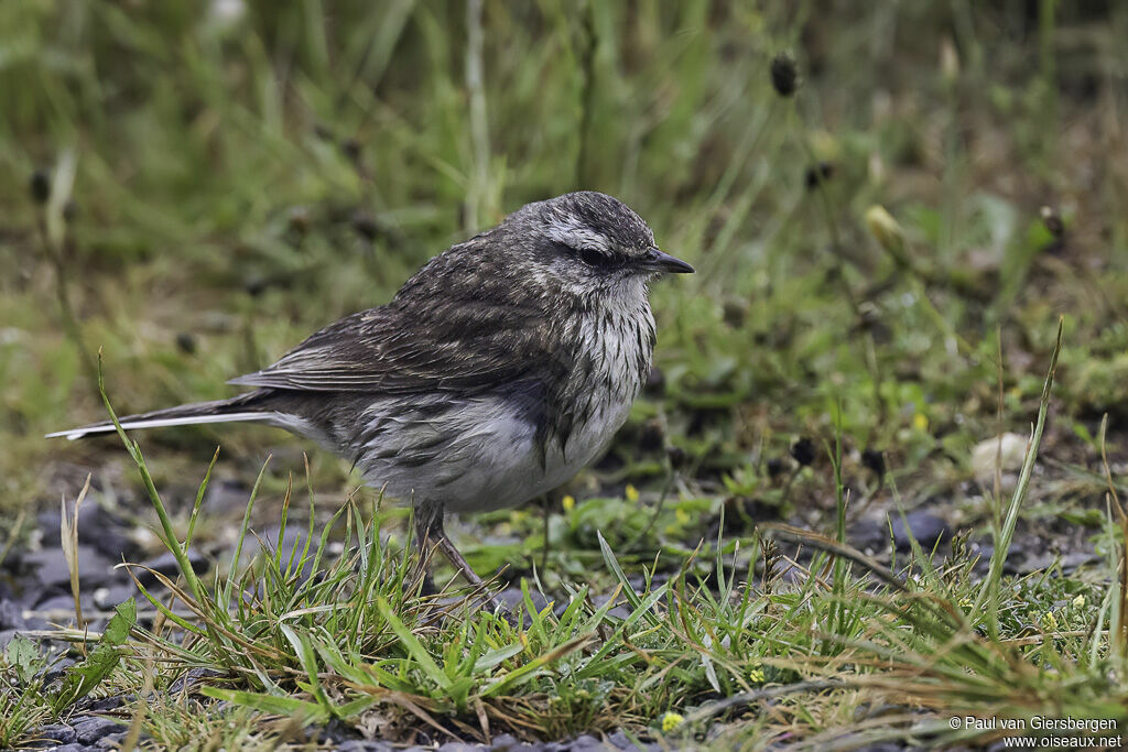 New Zealand Pipitadult