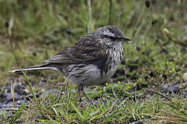 New Zealand Pipit