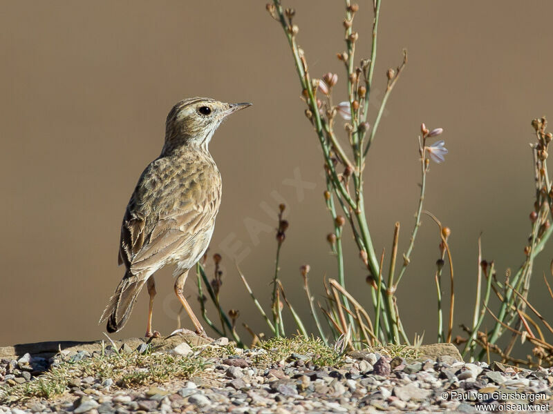 Pipit d'Australie