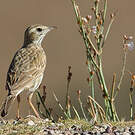 Pipit d'Australie