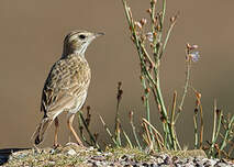 Pipit d'Australie