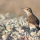 Pipit d'Australie