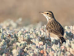 Australian Pipit