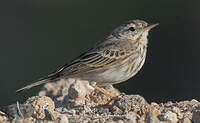 Pipit de Berthelot