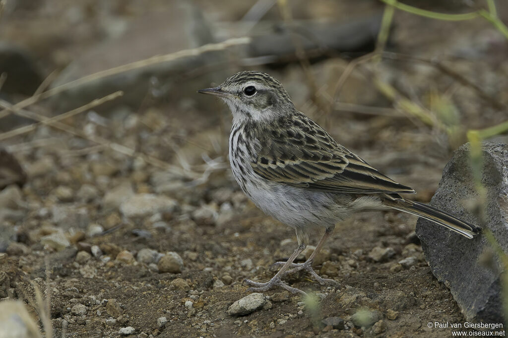 Pipit de Berthelotadulte