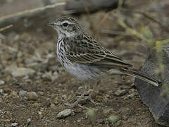 Berthelot's Pipit