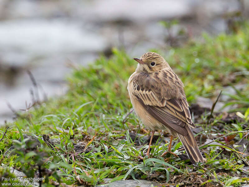 Blyth's Pipitadult transition, moulting, pigmentation