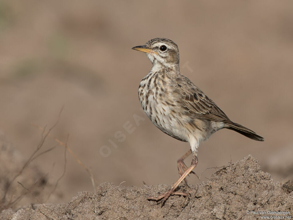 Malindi Pipitadult