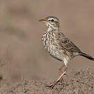 Pipit de Melinda