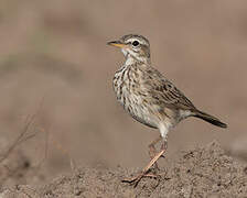 Pipit de Melinda