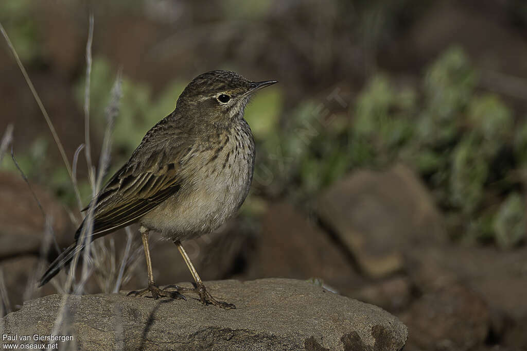 Pipit de Nicholsonadulte