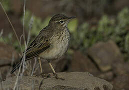 Nicholson's Pipit