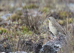 Alpine Pipit