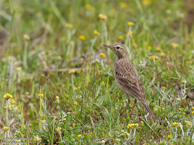 Pipit de Richardadulte, habitat, pigmentation, Comportement