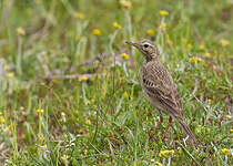 Pipit de Richard