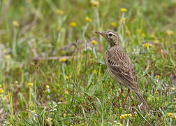 Richard's Pipit