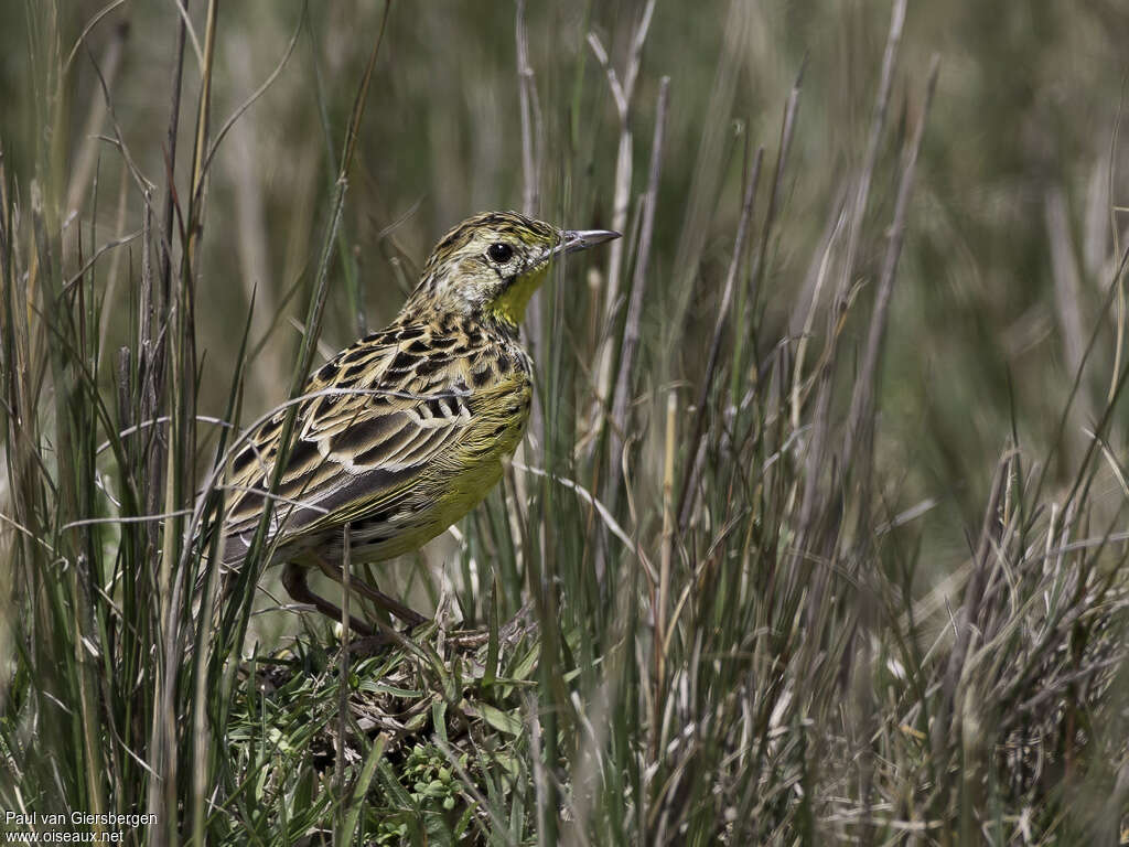 Pipit de Sharpeadulte, identification