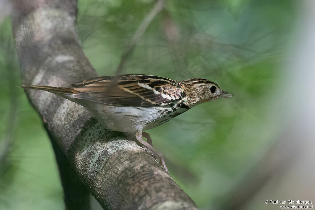 Pipit de Sokokeadulte