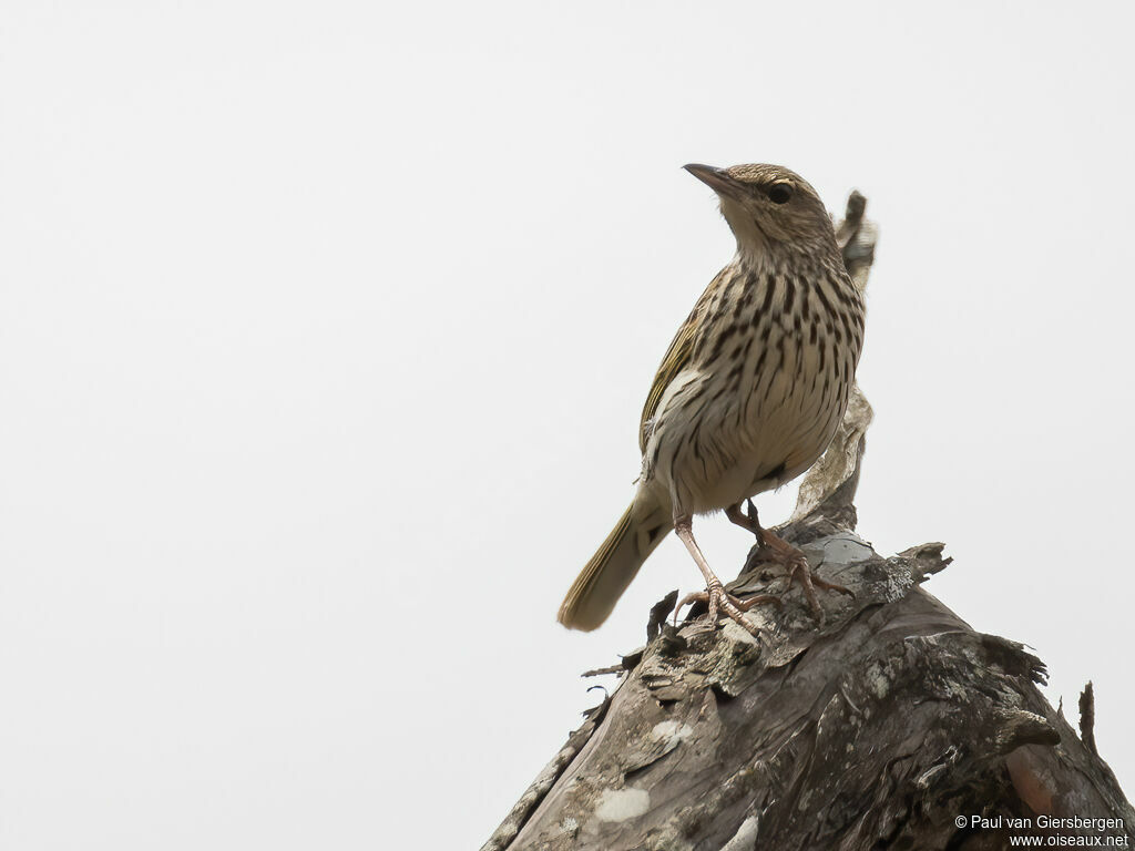 Pipit de Sundevalladulte