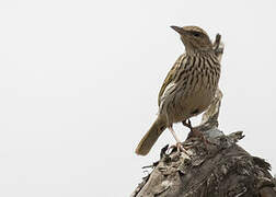 Striped Pipit