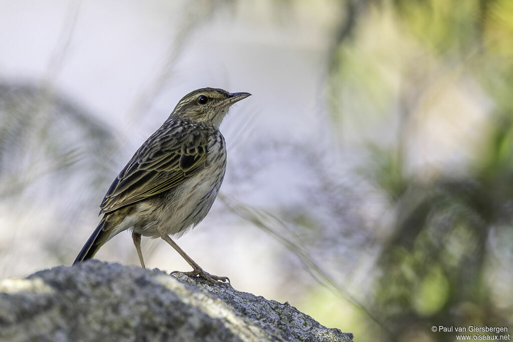 Pipit de Sundevalladulte