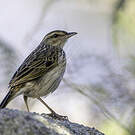 Pipit de Sundevall