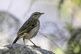 Striped Pipit