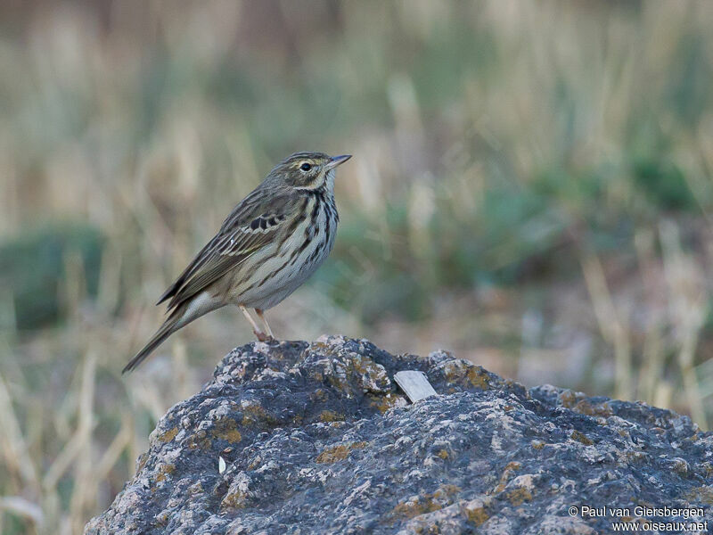 Pipit des arbres